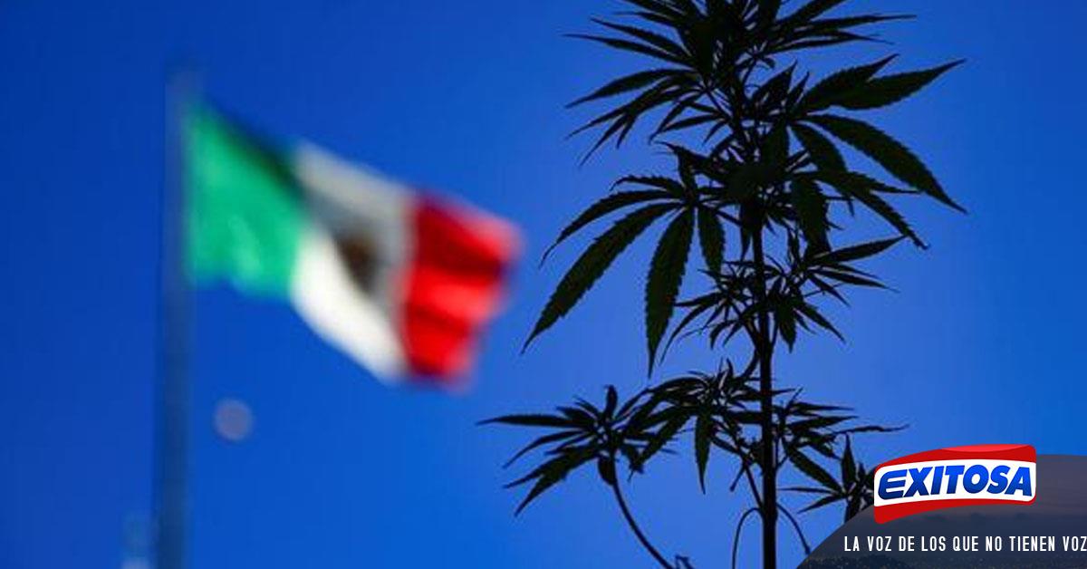 México Corte Suprema aprueba consumo de la marihuana para fines