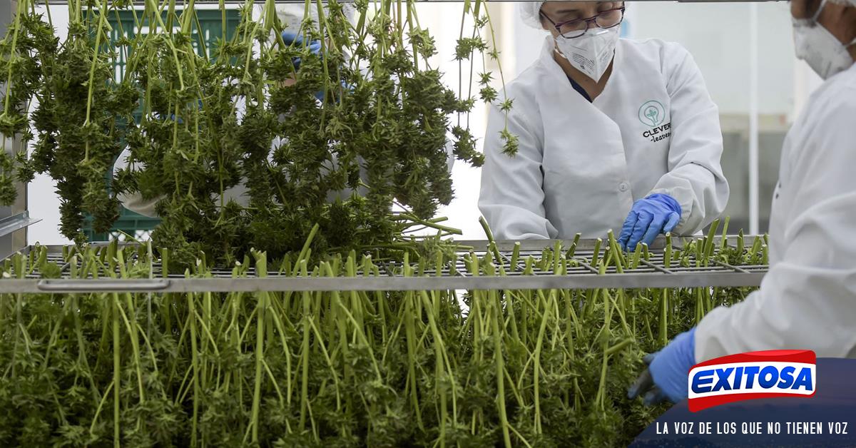 Colombia autoriza uso industrial del cannabis y su exportación con