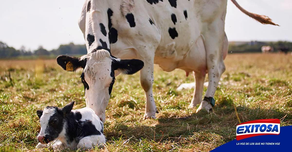 Los animales se están muriendo de hambre ganaderos de Cajamarca