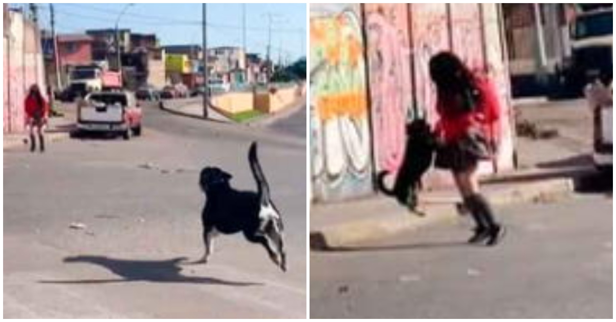 La Entra Able Reacci N De Un Perrito Al Reencontrarse Con Su Due A Est