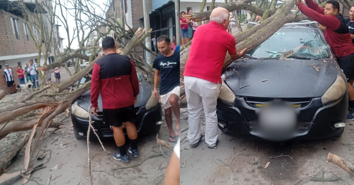 Vmt Rbol Cae Encima Del Auto De Un Taxista Y Por Poco Aplasta A Ni Os