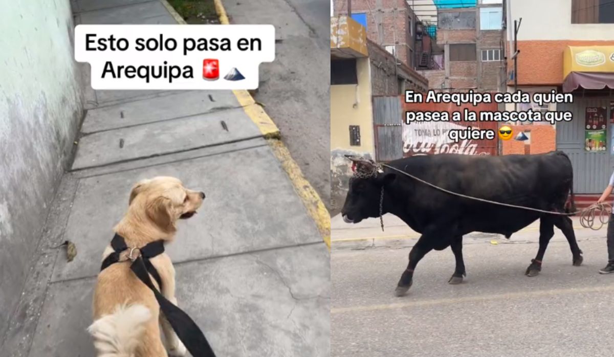 Insólito Hombre saca a pasear a su perro y queda en shock al ver que