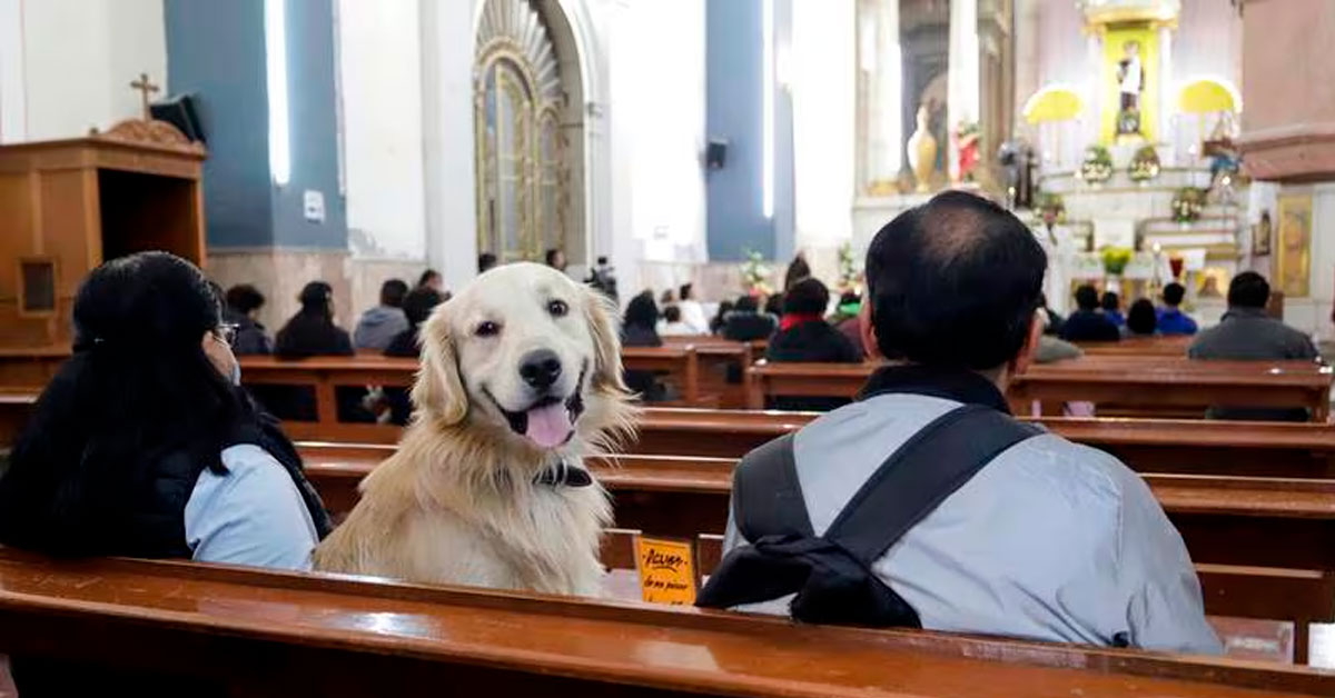 Insólito Sacerdote se enoja porque feligreses llevan a sus perritos a