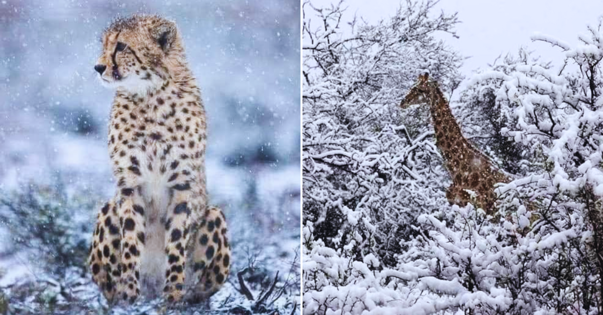 Incre Ble Cae Sorpresiva Nieve En Frica Pese A Ola De Calor A Qu