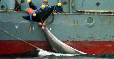 caza-ballena