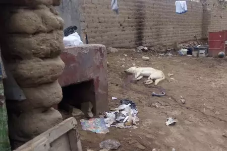 perro-degollado