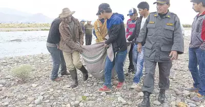 puno
