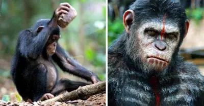 Chimpances-Planeta-de-los-simios