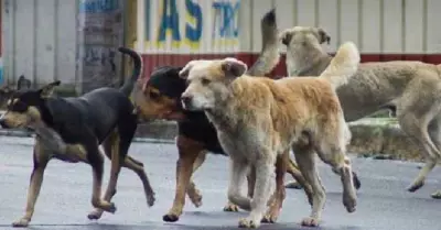 perros-callejeros