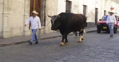 toro