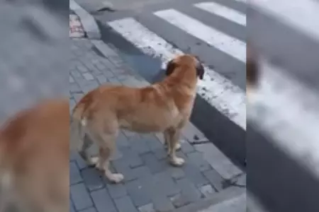 perro-sefamoro