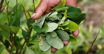 hoja-de-coca