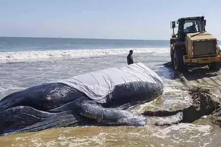 ballena