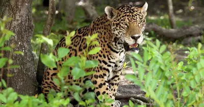 jaguar