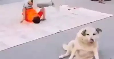 perro-baila