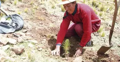 plantas