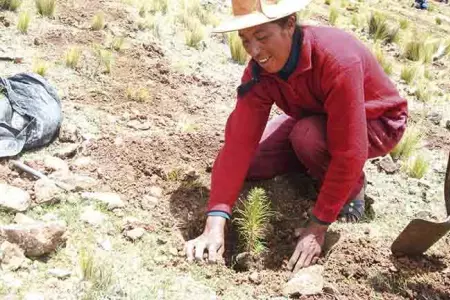 plantas