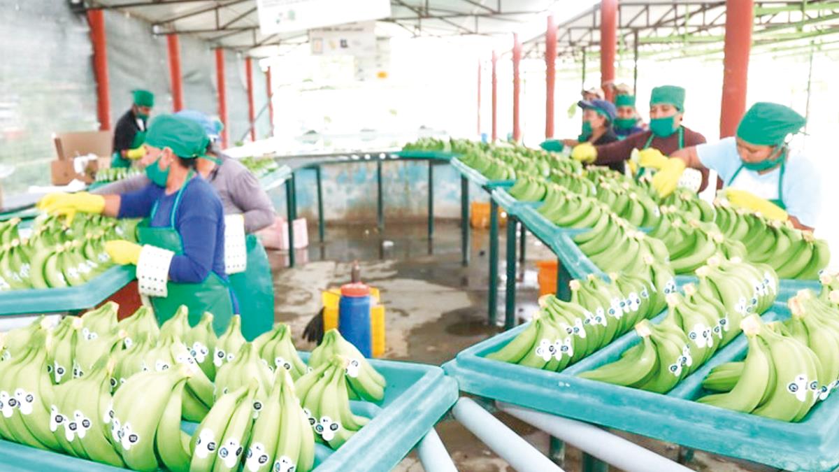 Exportaciones De Banano Superan Usd 117 Millones Exitosa Noticias