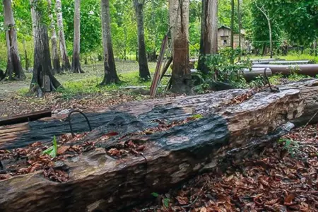 deforestacin-bosques