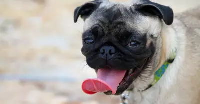 pug-o-carlino