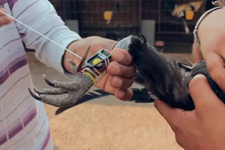 pelea-de-gallos