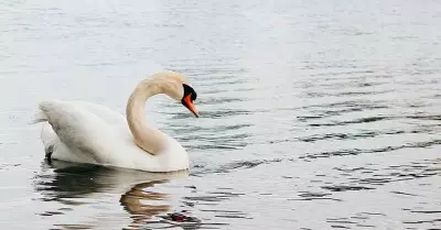 cisne