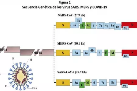 falvy-1