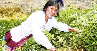 AGROPERU