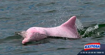 Pandemia-provoca-que-delfines-rosados-vuelvan-al-mar-de-Hong-Kong