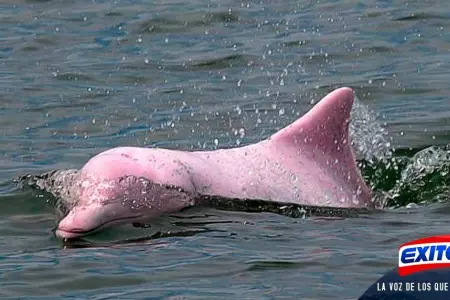 Pandemia-provoca-que-delfines-rosados-vuelvan-al-mar-de-Hong-Kong