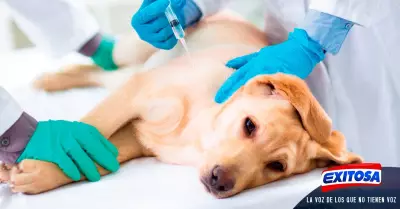 Demuestra-tu-cario-hacia-tu-perro-cumpliendo-con-sus-vacunas