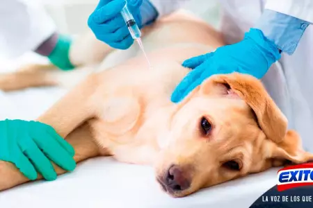 Demuestra-tu-cario-hacia-tu-perro-cumpliendo-con-sus-vacunas