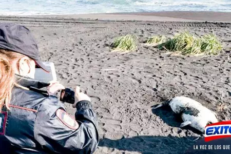 Desastre-ecológico-arrasa-especies-marinas-en-playa-turística-de-Rusia