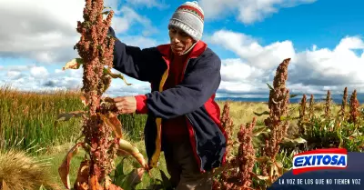 agricultoresdeayacuchoimcrementanquinua