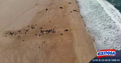 lobos-marinos-muertos-en-Namibia