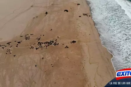 lobos-marinos-muertos-en-Namibia