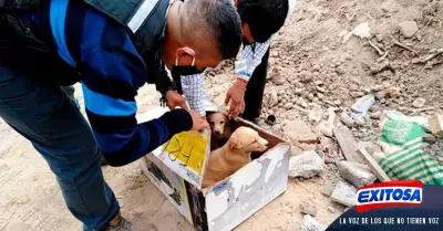 Se-aprob-el-Comit-Metropolitano-de-Proteccin-y-Bienestar-Animal