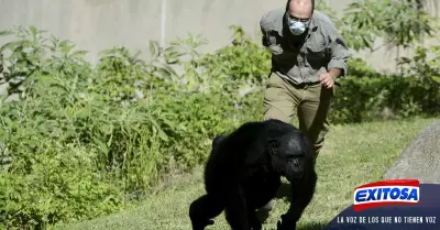 chimpances-holanda-disparos