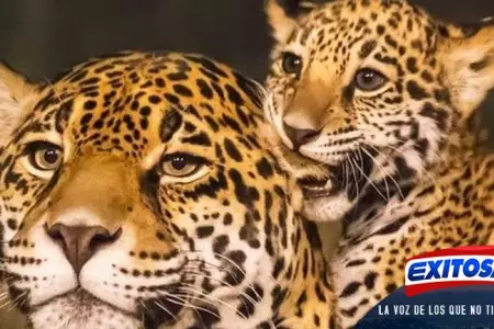 Atencin-Parque-de-Las-Leyendas-presentar-este-domingo-al-jaguar