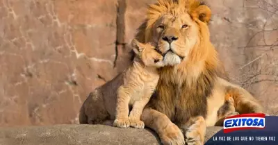 leones