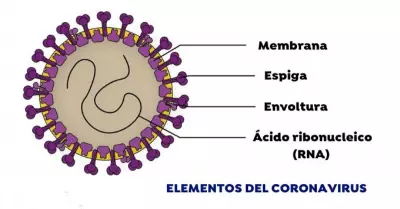 estructura-del-coronavirus
