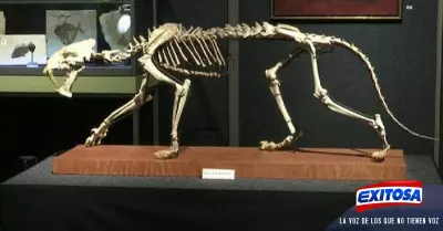 tigre-dientes-de-sable-fosil-subasta