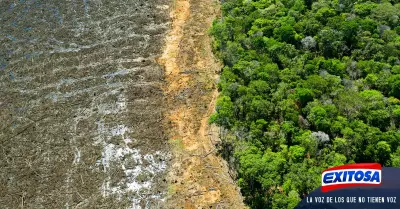 La-Amazona-pierde-8-de-su-territorio-en-menos-de-20-aos-por-deforestacin