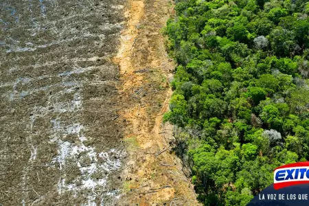 La-Amazona-pierde-8-de-su-territorio-en-menos-de-20-aos-por-deforestacin