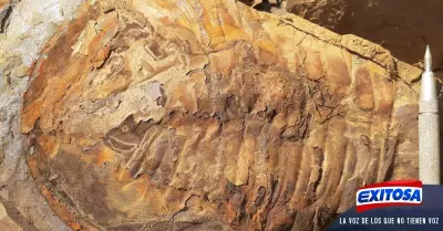 fosil-cusco-milones-de-aos