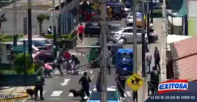 surco-ataque-perros-venezolanos