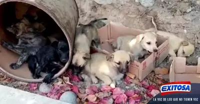 cachorros-abandonados-surco