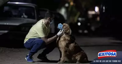 entrenan-perros-para-detectar-la-COVID-19-en-Estados-Unidos