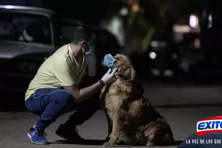 entrenan-perros-para-detectar-la-COVID-19-en-Estados-Unidos