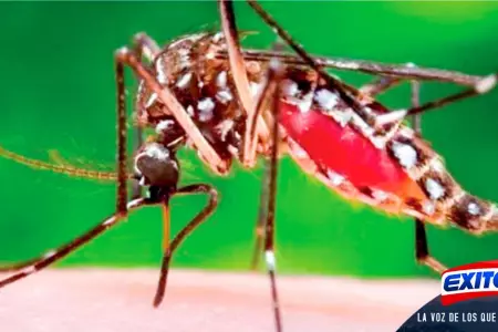 falvy-Un-mosquito-hembra-depreda